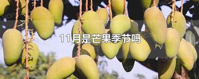 11月是芒果季节吗 11月是芒果季节吗