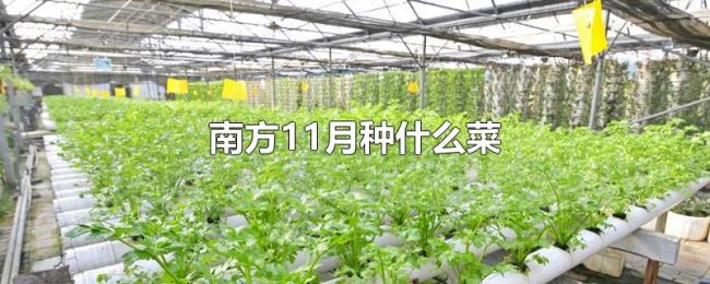 南方11月种什么菜 南方11月种什么菜