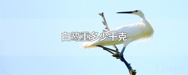 白鹭重多少千克 白鹭重多少千克