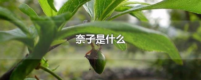 奈子是什么 奈子是什么