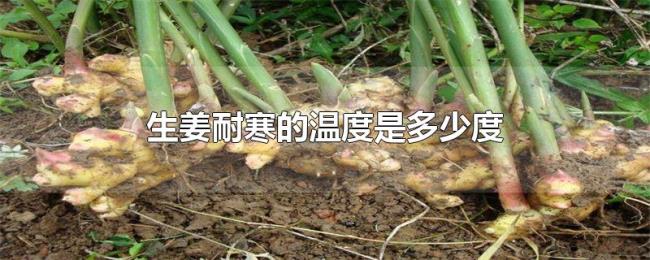 生姜耐寒的温度是多少度