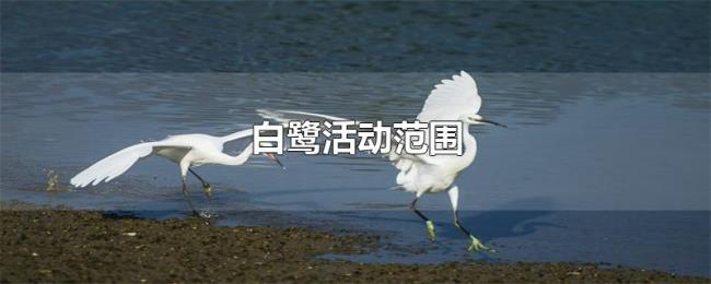 白鹭活动范围 白鹭活动范围