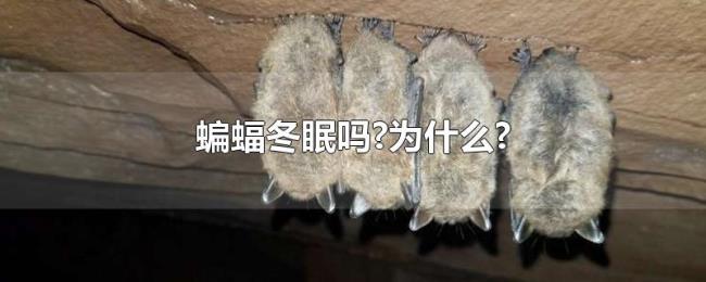 蝙蝠冬眠吗?为什么? 蝙蝠冬眠吗?为什么?