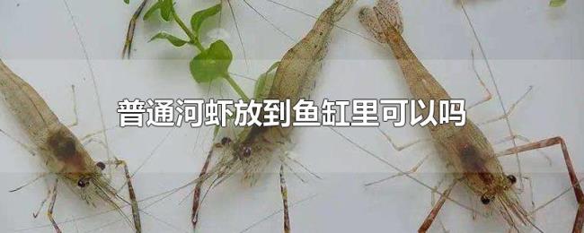 普通河虾放到鱼缸里可以吗