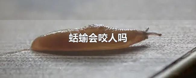 蛞蝓会咬人吗 蛞蝓会咬人吗