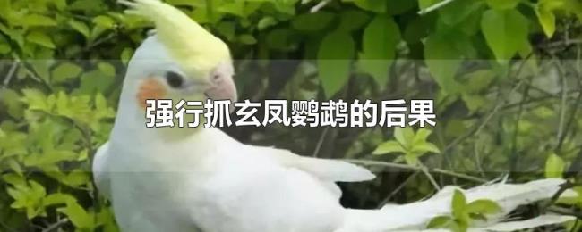 强行抓玄凤鹦鹉的后果