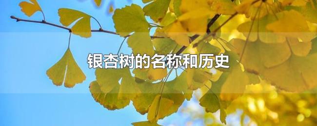 银杏树的名称和历史