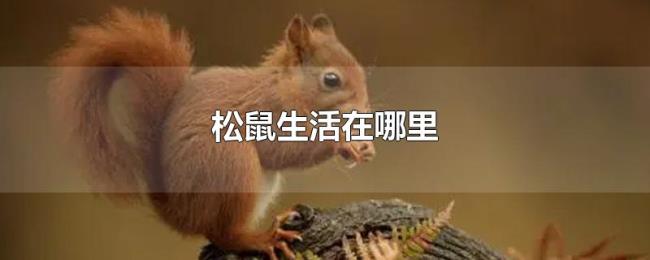 松鼠生活在哪里 松鼠生活在哪里
