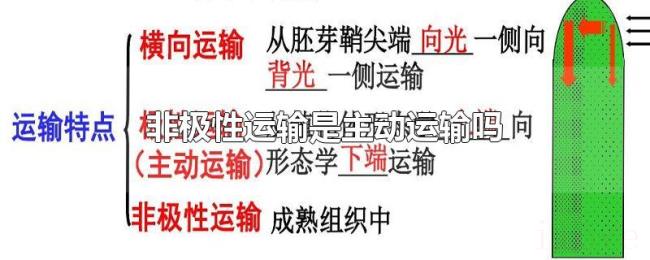 非极性运输是主动运输吗