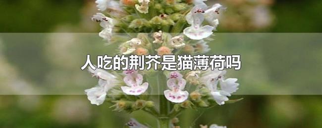 人吃的荆芥是猫薄荷吗