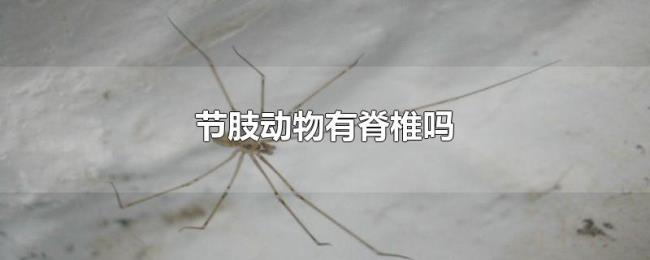 节肢动物有脊椎吗 节肢动物有脊椎吗