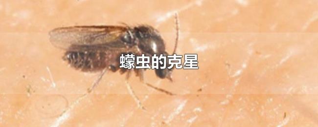 蠓虫的克星