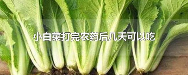 小白菜打完农药后几天可以吃