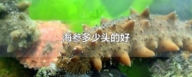 海参多少头的好