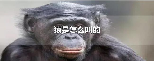 猿是怎么叫的 猿是怎么叫的