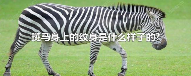 斑马身上的纹身是什么样子的?