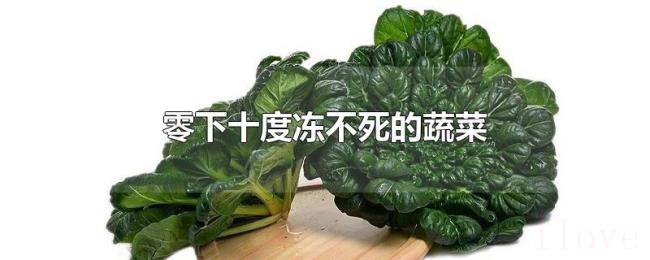 零下十度冻不死的蔬菜 零下十度冻不死的蔬菜