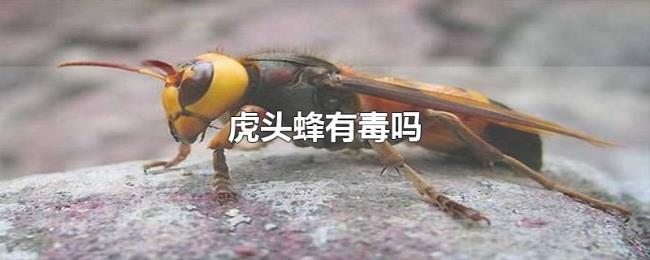 虎头蜂有毒吗
