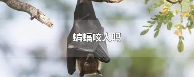 蝙蝠咬人吗