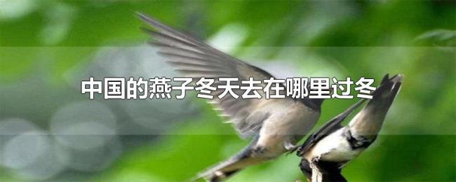 中国的燕子冬天去在哪里过冬