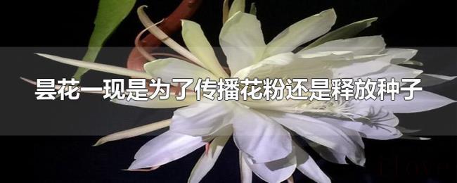 昙花一现是为了传播花粉还是释放种子