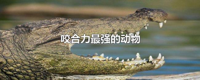 咬合力最强的动物