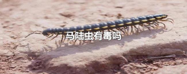 马陆虫有毒吗