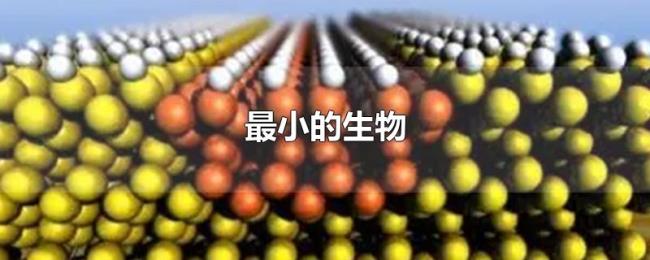 最小的生物