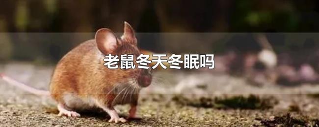 老鼠冬天冬眠吗