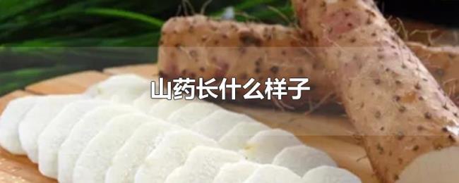 山药长什么样子 山药长什么样子