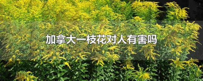 加拿大一枝花对人有害吗