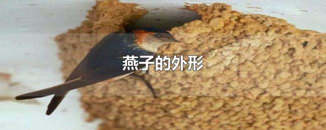 燕子的外形