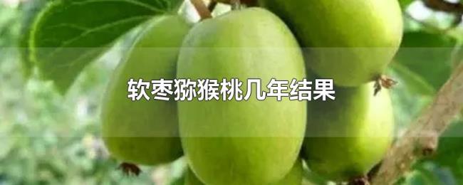 软枣猕猴桃几年结果 软枣猕猴桃几年结果