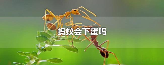 蚂蚁会下蛋吗