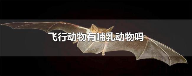 飞行动物有哺乳动物吗 飞行动物有哺乳动物吗