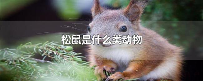 松鼠是什么类动物