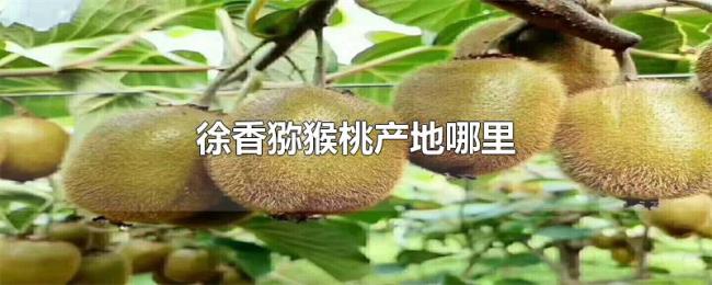 徐香猕猴桃产地哪里 徐香猕猴桃产地哪里
