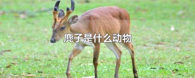 麂子是什么动物 麂子是什么动物