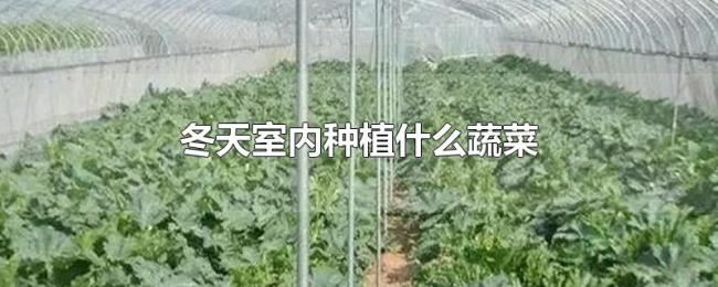 冬天室内种植什么蔬菜 冬天室内种植什么蔬菜