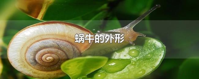 蜗牛的外形