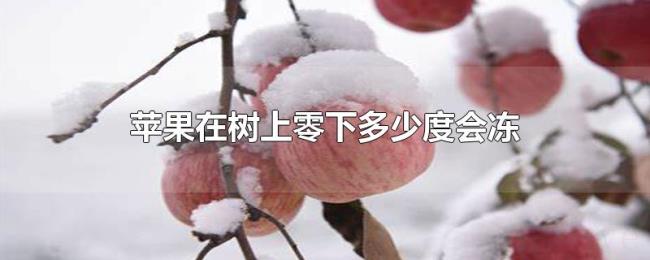 苹果在树上零下多少度会冻