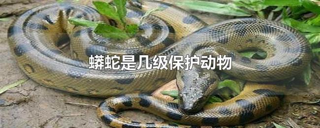 蟒蛇是几级保护动物