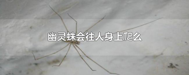 幽灵蛛会往人身上爬么