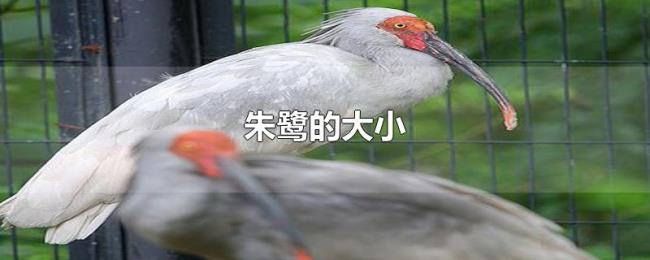 朱鹭的大小 朱鹭的大小