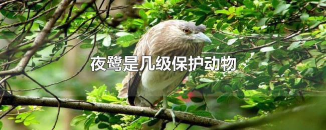 夜鹭是几级保护动物 夜鹭是几级保护动物
