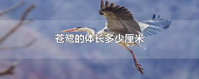 苍鹭的体长多少厘米 苍鹭的体长多少厘米