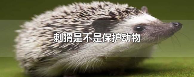 刺猬是不是保护动物 刺猬是不是保护动物