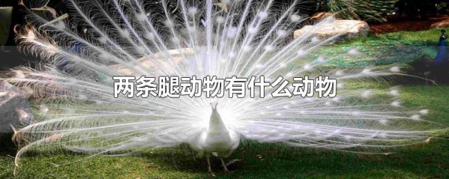 两条腿动物有什么动物