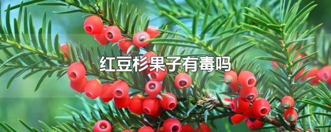 红豆杉果子有毒吗 红豆杉果子有毒吗