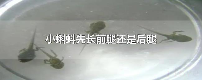 小蝌蚪先长前腿还是后腿
